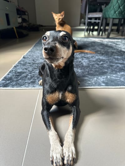 A small black and tan dog with large, alert eyes is lying on a grey rug in front of a tiled floor. The dog is facing the camera, with its front paws crossed and its head tilted slightly. In the background, a tan cat is standing, looking towards the dog. The environment appears to be indoors, possibly a living room, with furniture and a rug visible. The image does not provide any specific information about the location in Konstantinovo, Russia.
