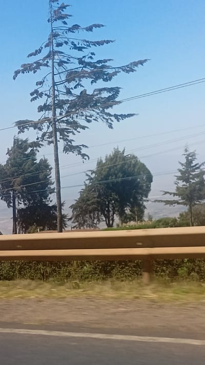 A roadside view captures trees against a hazy blue sky. A tall, sparse tree dominates the scene, its branches reaching outwards. Several smaller, greener trees line the horizon. A brown guardrail and roadside vegetation are in the foreground, with a paved road visible. Power lines cut across the sky, adding a sense of human presence to the natural landscape. The overall composition suggests a moment captured during travel.