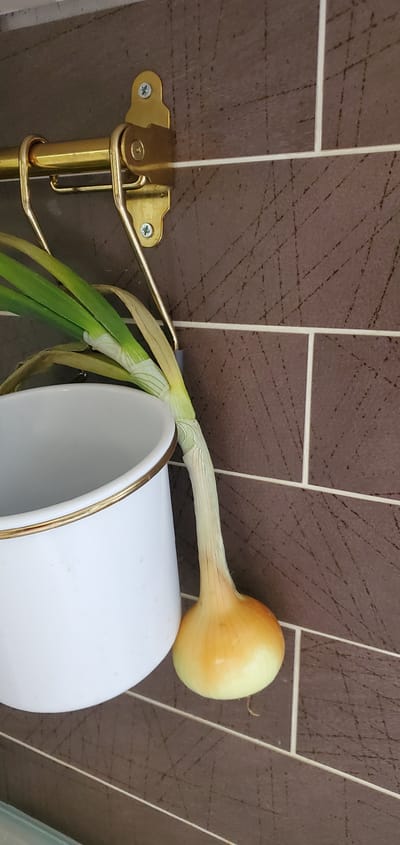 This image shows a single yellow onion with green shoots, resting on the rim of a white cylindrical object with a gold trim. The onion is positioned horizontally, with its bulb on the right and its greens extending to the left, where they are held by a gold metal holder. The holder appears to be part of a dispenser, possibly for paper towels or a similar item, and is attached to a tiled wall. The tiles are a dark brown color with a subtle, cross-hatched pattern. White grout lines separate the rectangular tiles. The lighting suggests it is daytime, but no specific time can be determined. The overall scene appears to be indoors, possibly in a kitchen or pantry. There is no visible text in the image. The focus is on the onion and its surroundings, with a slightly tilted perspective.