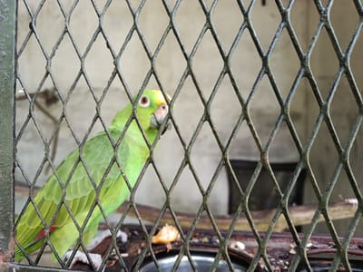 An eye-level, medium shot captures a bright green parrot with yellow on its head and orange-red irises, peering through a diamond-patterned wire fence. The parrot is positioned on the left side of the frame, its body mostly visible, with its head turned to look directly at the camera. Behind the parrot, a branch is visible, and beyond that, a light-colored, textured wall. The fence is dark and appears weathered. The foreground contains some debris and a metallic bowl. The scene is captured from an outdoor perspective, likely in an aviary or a similar enclosure, and could be located in Bandar Baru, Indonesia.
