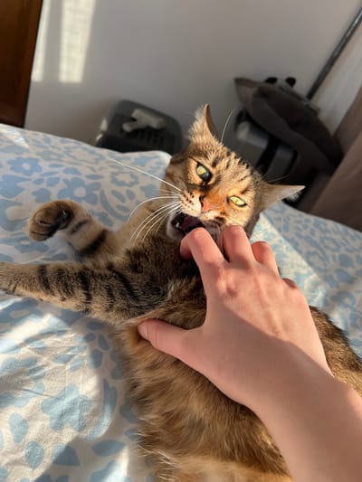 A domestic tabby cat is lying on a light blue and white floral patterned bedding. A human hand is close to the cat's face. The cat's mouth is open with teeth visible. The location is in Beverwijk, Netherlands.