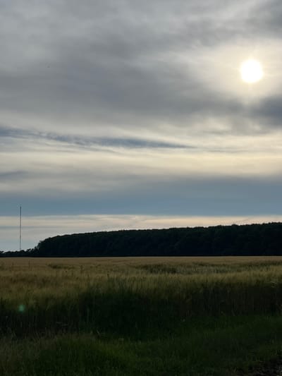 An outdoor, full-shot photograph depicts a rural landscape under a cloudy sky with the sun peeking through. The sun, a bright white orb, is visible in the upper right corner, casting a soft glow on the surrounding clouds. The sky is a mix of grays and whites, with distinct layers of clouds creating a sense of depth.

In the middle ground, a dense line of dark green trees forms a stark contrast against the lighter sky. To the left of the trees, a tall, slender radio tower stands prominently, its metallic structure visible against the horizon.

The foreground is dominated by a field of tall, golden grass, likely wheat or barley, that stretches across the frame. The grass appears dry and sun-kissed. In the very front, a strip of darker, lush green grass and foliage adds another layer of texture to the scene. The overall impression is one of a quiet, natural setting, possibly in the countryside near Drentsi, Bulgaria. There are no people or animals visible in the image.