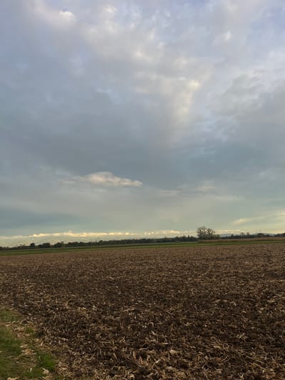 The image displays an expansive agricultural landscape in Hœrdt, France, under a partly overcast sky. The foreground is occupied by a large, recently tilled field, characterized by dark brown soil interspersed with numerous fragments of light brown organic residue, likely dried plant stalks. A narrow strip of green grass borders the field along the bottom left edge. In the midground, a horizontal band of dense green vegetation and trees is visible, extending across the frame. A cluster of leafless deciduous trees stands prominent in the mid-distance, slightly right of the frame's center. Further in the background, a distinct, bright horizontal stratum of white clouds or atmospheric haze is illuminated at the horizon line, with faint outlines of distant hills visible above it to the right. The sky, occupying the upper two-thirds of the image, is filled with a mosaic of grey and white stratocumulus clouds, with brighter patches indicating diffuse light penetration. No individuals, animals, or active interactions are present within the scene.