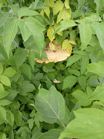 The media file is a close-up, vertical shot of a large, pale yellow mushroom with a textured cap, nestled amongst dense green foliage. The mushroom's cap is round and flat, with visible gills underneath that are mostly obscured by leaves. The surrounding leaves are a vibrant green, with some showing slight yellowing, indicating potentially changing seasons or varying light conditions. The foliage appears to be from a shrub or tree, with compound leaves that are ovate with serrated edges. The overall impression is one of natural growth and a hidden discovery within a garden or wooded area. There are no people or animals visible. The lighting suggests it could be daytime, possibly overcast or shaded, as there are no harsh shadows. The setting is likely outdoors, in a natural or semi-natural environment, consistent with a location like Shadrinsk, Russia, where such flora and fungi are common. The image focuses on the texture and color of the mushroom and the surrounding leaves, creating a sense of organic detail. No text is visible in the image.