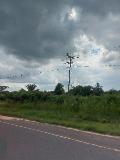 This image captures a roadside scene in Kisanga, Tanzania, under a heavily overcast sky exhibiting dark grey clouds and intermittent lighter patches. The foreground features a dark asphalt road angled from the lower left towards the mid-right, marked with a solid yellow line and a parallel dashed yellow line. Immediately adjacent to the road, a narrow light-colored dirt shoulder transitions into a dense growth of tall green grass and various bushes that spans the midground. In the background, a single weathered wooden utility pole stands prominently, extending above the treeline. Multiple dark utility lines, depicted with a dotted texture, are stretched horizontally across the upper frame, connected to the pole. A dense line of trees and foliage, including a discernible palm-like tree, forms a natural screen behind the grass and utility pole. No individuals, vehicles, or structures are present.