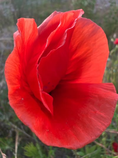 A close-up, low-angle shot focuses on a bright red poppy flower in an outdoor setting. The flower's petals are in sharp focus, showcasing their delicate, ruffled texture and vibrant color. The background is a blur of green and brown, suggesting a natural environment such as a field or meadow. The lighting indicates it may be late afternoon or early morning, with soft light illuminating the petals. No people or specific landmarks of Nasva alevik, Estonia are visible in the image.