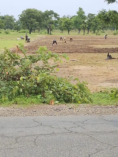 The image depicts an outdoor scene in Jauro Garmaho, Nigeria, focusing on agricultural activity. In the foreground, a cracked asphalt road is visible, with a textured, gravel-like border separating it from a patch of green grass and a large, leafy green bush. Behind the bush, a field is being worked on by several individuals. Some are bent over, appearing to be planting or tending to crops in rows. Further back, a man stands near a motorbike and some white bags, possibly engaged in farm-related tasks. The background features a line of trees, indicating a rural or semi-rural setting. The sky is overcast, suggesting a cloudy day. The overall impression is one of human effort and engagement with the land in a Nigerian agricultural landscape.