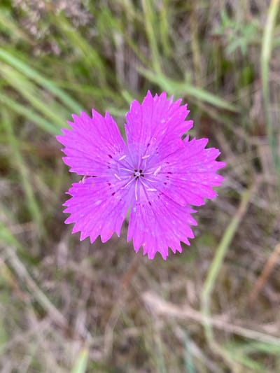 This is a close-up, top-down shot of a single, vibrant pink flower with five serrated petals, set against a blurred background of dry grass and green blades. The flower's center is a darker hue, with delicate, light-colored stamens. The petals are a bright, almost fuchsia pink, with a few faint speckles of a darker shade. Some petals exhibit slight damage or natural wear.
The background is composed of out-of-focus elements, suggesting a natural outdoor setting. Long, thin blades of grass, some green and others a dry, straw-like brown, create a soft, mottled texture. The overall impression is one of a still, possibly sunny day, given the bright illumination of the flower. No people, text, or specific architectural elements are visible. The image focuses solely on the delicate beauty of the flower in its natural habitat, likely in a field or meadow. The location context provided, Gur'evo (Volkovskii S/S), Russia, places the scene in a rural or natural environment within Russia. The shallow depth of field draws the viewer's attention to the flower, emphasizing its form and color.