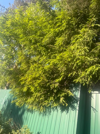 In the city of Imeni Morozova, Russia, this image captures a sunlit scene dominated by the lush green branches of coniferous trees. The branches, full of needles, overhang a bright green corrugated metal fence that runs diagonally across the lower portion of the frame. Sunlight filters through the dense foliage, casting dappled shadows on the fence. In the upper left of the image, a sliver of clear blue sky is visible, with hints of other trees with lighter green leaves peeking through. The overall impression is one of abundant greenery and a bright, sunny day.