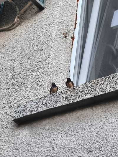 Two small birds, likely swallows, are perched on the ledge of a building's window in Marinka, Bulgaria. The building's exterior wall is rough, textured, and light gray in color. The window frame is white, and a sheer white curtain is visible behind it. The ledge itself is made of concrete embedded with small, dark pebbles. In the upper left of the image, a section of white ribbed piping and a metal bracket are visible, attached to the building's wall. The lighting suggests it is daytime, with shadows cast on the wall.