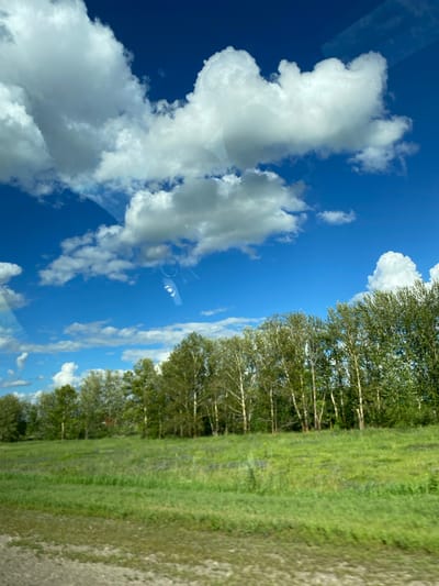 The image depicts a vibrant, sunlit landscape under a brilliant blue sky filled with fluffy white clouds. In the foreground, a lush green field stretches out, dotted with patches of what appear to be small purple flowers. Behind the field, a dense line of tall, slender trees with light-colored bark and green foliage forms a natural barrier. The trees are predominantly deciduous, with some showing a lighter, almost white bark. The overall impression is one of a serene rural or semi-rural environment. There are no visible people or animals in the image. The scene is likely captured from a moving vehicle, as suggested by subtle reflections and a slight motion blur in the foreground. The weather appears to be fair and clear. There is no information or context provided within the image to suggest a specific location within Novopetrovskoe, Russia.