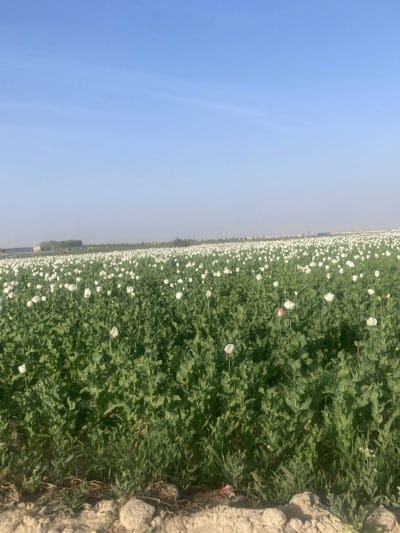 The image depicts a large field of poppy plants in Hurramzai Tehsil, Pakistan. The field stretches out to the horizon, covered in green foliage with numerous white poppy flowers interspersed throughout. A small area with a structure is visible in the background. The sky is blue and clear. The ground in the foreground is composed of dirt and dry vegetation.