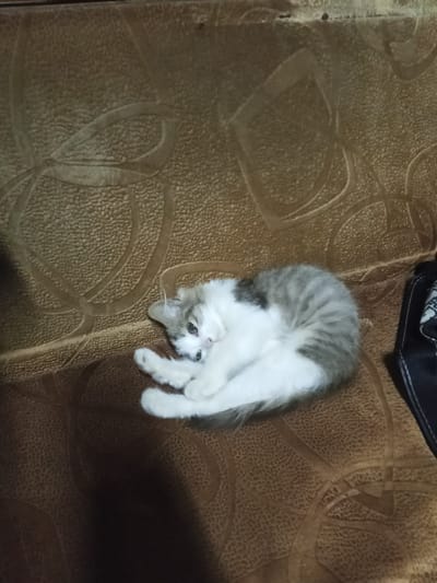 A fluffy kitten with grey and white fur is curled up on a brown textured couch. The kitten is lying on its side, with its paws tucked in and its head resting on its body. Its eyes are open and looking towards the camera. The couch has a patterned surface with a raised design. To the right of the kitten, a dark object, possibly a bag or pillow, is partially visible. The scene appears to be indoors, likely in a residential setting. No specific location within Urus-Martan, Russia can be determined from the image.