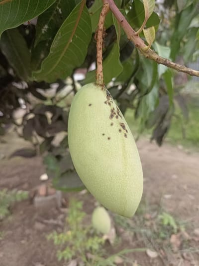 A close-up shot focuses on a single, light green mango hanging from a branch of a mango tree. The mango is oval-shaped and appears to be young and unripe. Small, dark spots are scattered across the upper left side of the mango's skin, suggesting a possible blemish or early stage of ripening.

The branch from which the mango hangs is rough and brown, with several small ants visible crawling on it, particularly near the mango stem. A few green leaves of the mango tree frame the top and left sides of the image. The background is blurred, depicting a natural outdoor setting. In the distance, patches of brown soil and some sparse green foliage are visible. A hint of a brick structure can be seen in the lower left portion of the background, though it is out of focus.

The lighting suggests it might be daytime, possibly morning or late afternoon, given the soft, diffused light. There are no people visible in the frame, and the overall scene evokes a tranquil, natural environment. The image is taken at a low angle, looking up towards the mango and the branch. No text is visible in the image. The location context provided is Meunasah Pupu, Indonesia.