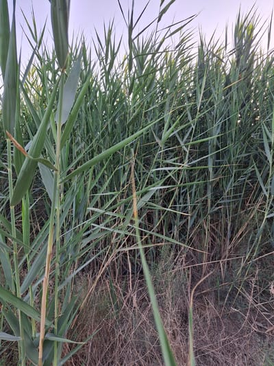 A low-angle medium shot captures a dense thicket of tall green reeds against a pale sky. The reeds are the primary subject, filling the frame from edge to edge. Their long, slender leaves create a visual pattern of vertical and diagonal lines, with some leaves overlapping others. The foreground features a few thicker reed stalks, one of which is a pale tan color, contrasting with the vibrant green of the surrounding foliage. The ground beneath the reeds is covered with dry, brown, and brittle vegetation, creating a rough texture. The scene is situated in a natural environment, likely a wetland or riverbank, within the city of Ko`kdala, Uzbekistan. No people or animals are visible in the image. The lighting suggests it might be early morning or late afternoon, as the sky is bright but not harsh.