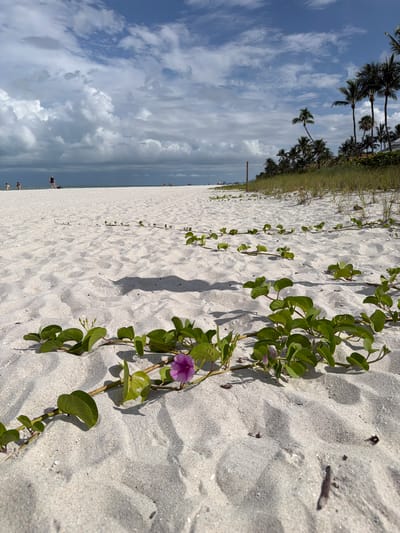 A low-angle, close-up shot captures a vibrant pink flower blooming amidst lush green vines creeping across a sandy beach. The fine-grained sand is textured with ripples and shadows, suggesting the gentle ebb and flow of the tide. In the background, the vast expanse of the Gulf of Mexico stretches towards a sky filled with dramatic, billowing clouds. A line of palm trees and other vegetation borders the beach, with a building peeking through the fronds, indicating a coastal resort or residential area. Several distant figures are scattered across the beach, engaged in various activities. The scene suggests a bright, partly cloudy day at a tropical destination, likely a public beach.