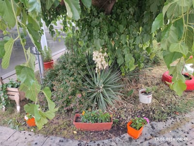 The image captures a view of a garden area in the city of Belozem, Bulgaria. In the foreground, a paved walkway is visible, with scattered dark berries on the ground. Several potted plants are placed on the ground and walkway. To the left, a wooden planter box holds green plants. Further to the right, an orange pot contains a flowering plant with pink blossoms. Another orange pot, to the far right, holds a plant with green leaves. A red-painted tire is also visible in the background on the right. Behind the potted plants and to the left, a dense green shrubbery is present. In the center of the image, a large plant with spiky, long green leaves is prominent. Above this, a tree with abundant green leaves is overhead, with a cluster of white bell-shaped flowers hanging from its branches. In the background, through a glass structure, tables and chairs can be seen, suggesting an outdoor seating area. The date stamp "13.06.2026 06:40" is present in the bottom right corner.