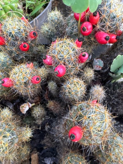 This close-up, high-angle shot showcases a cluster of cacti adorned with numerous vibrant red, berry-like fruits. The primary subjects are the densely spined cacti and their prominent, fleshy fruits.
Each cactus body is a spherical to cylindrical segment, covered in a dense array of fine, yellowish-white spines that radiate outwards, giving them a bristly appearance. Small water droplets are visible on some of the spines and cactus bodies, suggesting recent watering or morning dew.
The most striking feature is the abundance of bright red fruits, scattered throughout the cactus cluster. These fruits are generally oval or tear-drop shaped, with a distinct, small black remnant at one end, likely the dried remains of the flower. They appear ripe and stand out vividly against the green-grey of the cactus bodies and the dark background.
In the background and along the edges, hints of other green plant leaves are visible, possibly from succulents or other garden plants, suggesting a mixed planting arrangement. The substrate is a dark, earthy mix, indicative of soil or potting medium, with some organic debris.
The scene captures a static moment of plant life, focusing on the cacti's fruiting stage. The lighting appears natural, highlighting the textures and colors without harsh shadows. No text is visible in the image. The setting is a garden or potted plant collection, located in Carrizal, Venezuela.