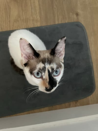 A calico cat with bright blue eyes sits on a dark gray mat, looking upwards. The cat has white fur on its body and head, with patches of brown and black markings on its face and ears. Its whiskers are long and white. The mat is placed on a wooden floor. The scene is indoors, as suggested by the flooring and mat. The provided image does not contain any information that would indicate its location in Mijas, Spain.