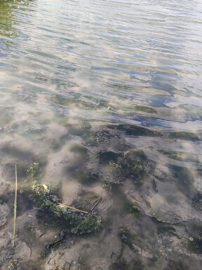 The image shows a shallow body of murky water, likely a pond or slow-moving river, near the shore. The bottom is visible in places, composed of sand and silt, with patches of green algae and decaying plant matter. A single tall, thin blade of grass or reed stands upright on the left side of the frame, partially submerged. The water's surface is rippled, reflecting the sky and possibly trees on the opposite bank, creating shifting patterns of light and shadow. The overall impression is one of a natural, undisturbed aquatic environment. There is no activity or event taking place, and the scene appears calm and still. The time of day is likely daytime, given the bright reflections on the water. The location context provided is Bilyaivka, Ukraine, which suggests a freshwater environment. No text is visible in the image.