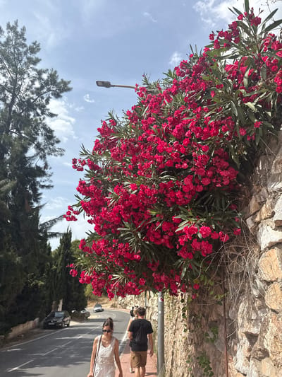 This is a low-angle, vertical shot featuring a vibrant bush of pink oleander flowers in the foreground, which dominates the upper left portion of the frame. The flowers are dense and showy, set against a backdrop of green foliage. Behind the flowers, a textured stone wall runs along the top of the image, with dry, wispy branches and some green vines growing from it.

In the lower right, a paved road curves away into the distance, lined with trees. Sunlight casts shadows on the road, suggesting it is daytime, likely mid-morning or afternoon. A few cars are parked or driving on the road, including a black SUV and a smaller silver car.

Two people are visible on the right side of the road. The woman closest to the viewer is wearing a white, sleeveless lace dress and sunglasses, and appears to be walking or standing on the side of the road. Behind her, a man in a black t-shirt and shorts is also present.

The sky above is blue with scattered white clouds, indicating fair weather. In the upper left, a street lamp is visible, hanging from a pole. The scene appears to be a sunny day in a Mediterranean location, possibly Benalmádena, Spain, given the vegetation, architecture, and overall ambiance. The focus is on the natural beauty of the flowering bush contrasted with the man-made environment of the road and wall.