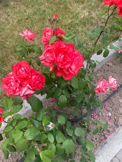 In a garden bed in Talas, Turkey, a vibrant rose bush displays an abundance of red and pink blooms. The bush is situated next to a concrete border, with green grass visible in the background. Several fully opened roses, some with delicate pink edges, are the main focus, alongside a cluster of unopened buds. The soil around the bush is dark and earthy, with a few fallen rose petals scattered on the surface. A black irrigation tube runs along the edge of the bed. The lighting suggests it is daytime, likely in the morning or afternoon.