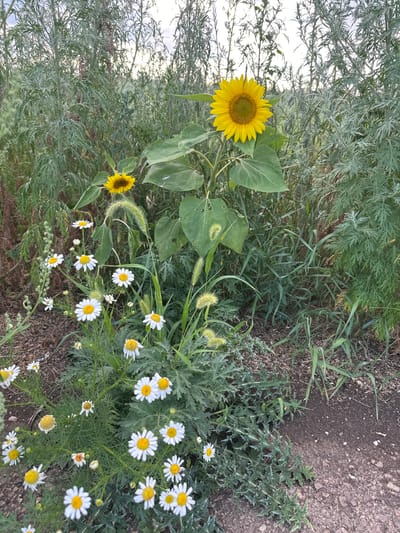 A vertical, medium shot captures a field of wildflowers and a single sunflower against a blurred background of tall, dry grass and a cloudy sky. The main subjects are a large sunflower with a bright yellow bloom and a cluster of smaller white daisies with yellow centers. The sunflower is positioned in the upper center of the frame, its petals fully open. The daisies are concentrated in the lower half of the image, scattered amongst green foliage and darker soil. Some of the daisies are in full bloom, while others are buds or partially opened. The ground is covered with a mixture of soil, small stones, and dry vegetation. The overall impression is of a natural, uncultivated area. The image does not depict any people or specific actions. The location is identified as Bayagiz, Kazakhstan.