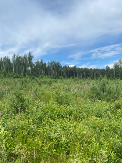 This media file captures a lush, green meadow bordering a dense forest under a bright blue sky with scattered white clouds. The scene is set in Kalitino, Russia. The meadow is filled with a variety of vegetation, including tall grasses, leafy plants, and small purple wildflowers, suggesting a warm, sunny day, likely in late spring or summer. The forest in the background is comprised of tall evergreen trees, with some lighter-barked deciduous trees interspersed, creating a varied and textured treeline. The overall impression is one of natural beauty and tranquility, with no people or man-made objects visible, emphasizing a wild, untamed landscape. The image is oriented vertically, with the sky occupying the left portion and the meadow and forest stretching across the right. The lighting indicates it is daytime, with the sun casting a natural glow on the foliage.