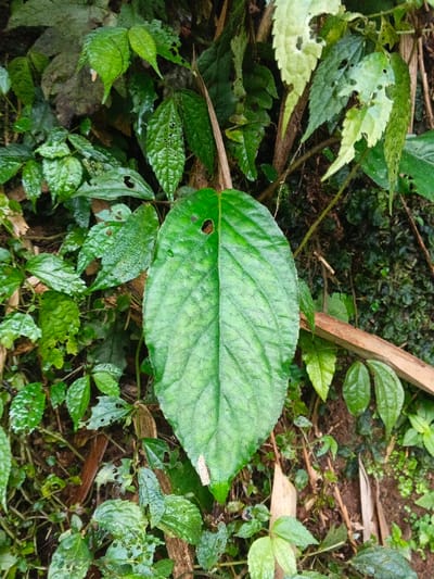 The scene depicts dense, verdant foliage in Situm, Papua New Guinea. A prominent, ovate, dark green leaf with visible venation occupies the center, exhibiting a roughly circular hole in its upper left quadrant. The leaf surface appears moist or glossy. Surrounding the central leaf is a thick array of other green leaves, varying in size and shade, many displaying signs of natural wear such as irregular edges, tears, and smaller perforations. Intertwined within the vegetation are several brown woody stems and branches. A broader, light-brown wooden element, possibly a bamboo stalk or a fallen branch, is visible horizontally in the lower right portion of the image. The environment is natural, outdoor, and consistent with a humid, overgrown setting, with no individuals, animals, or artificial structures present.