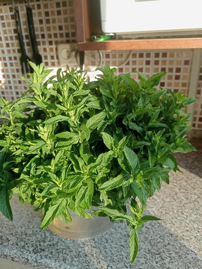 A close-up shot shows a large bunch of fresh green mint leaves in a clear plastic container. The mint is vibrant and healthy, with many leaves and stems visible. The container is placed on a speckled gray countertop. In the background, a tiled backsplash with square brown and beige tiles is visible. To the left, two black kitchen utensils hang on the wall. A white electrical outlet is also visible on the tiled wall. Above the backsplash, a wooden shelf with a white appliance, possibly a microwave or refrigerator, can be seen. The lighting suggests it is daytime, with sunlight casting shadows on the countertop. The overall scene appears to be a kitchen setting, likely in a home. The image is focused on the mint, highlighting its freshness and abundance.