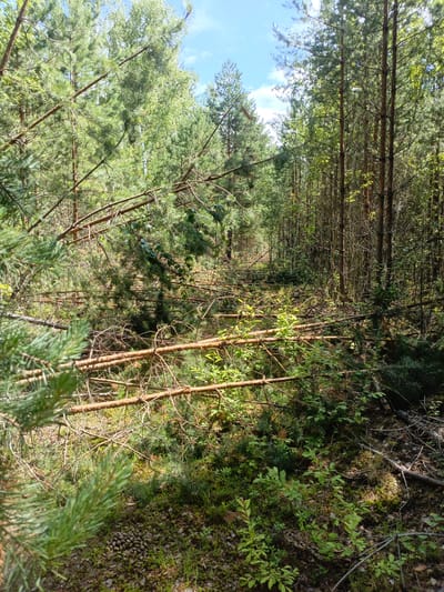 The image depicts a dense forest in Priozernyi, Russia, likely during daylight with a partly cloudy sky. The scene is dominated by tall pine trees and undergrowth, with a clear path or clearing visible in the distance, obstructed by numerous fallen branches and entire trees lying across it. These fallen trees suggest a recent storm or natural event that has caused damage to the forest. The ground is covered with moss, pine needles, and some low-lying vegetation, including what appear to be blueberry bushes. In the foreground, pine branches are prominent, with a cluster of pine cones visible on the forest floor. The lighting suggests it is a sunny day, with dappled sunlight filtering through the canopy, creating patches of light and shadow. The overall impression is one of a wild, somewhat untamed natural environment, with the fallen trees adding an element of natural disruption. There is no visible text in the image.