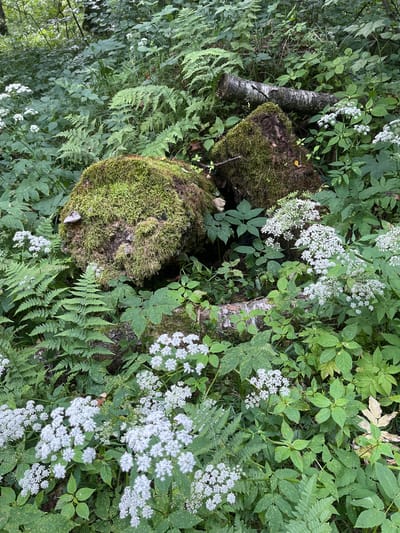 This is a top-down, medium shot of a forest floor in Petrove-Dalneye, Russia. The scene is dominated by lush green foliage, including ferns and plants with broad leaves. Two moss-covered logs lie on the ground, one in the foreground and the other slightly behind it. A fallen birch branch rests atop the rear log. Clusters of small white flowers are interspersed throughout the undergrowth. The overall impression is one of a natural, undisturbed woodland environment. There are no people or animals visible in the image.