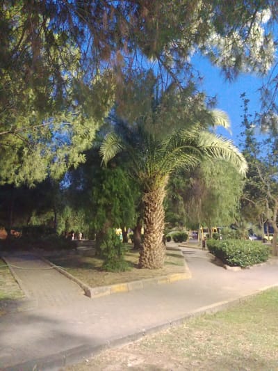 In Karşıyaka, Turkey, a paved pathway curves through a park-like setting under a twilight sky. Dominating the mid-ground is a mature palm tree with a thick, textured trunk and distinctive fronds. To its left, a dense collection of evergreen trees creates a lush backdrop. The pathway is bordered by a raised curb, some sections of which are painted yellow. Beyond the palm tree, the path continues, leading towards a playground area visible in the distance, featuring yellow and red structures. Several figures, appearing to be adults, are scattered along the pathway in the middle ground, some walking and others conversing. To the right, a well-maintained hedge forms a neat boundary. The overall scene is illuminated by artificial lighting, casting soft shadows and highlighting the varied textures of the vegetation and paving.