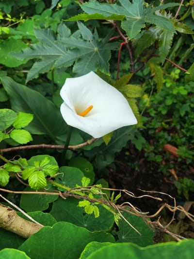The image features a white calla lily in bloom, positioned centrally amidst lush greenery. The lily has a bright yellow spadix. Surrounding the lily are various plants, including broad-leafed plants, plants with smaller, rounded leaves, and a plant with larger, jagged leaves. A few thin, winding branches are present in the foreground. The location is likely a garden or naturalized area within the city of Ponta Delgada, Portugal, although specific landmarks are absent.