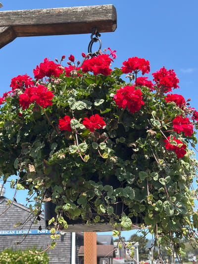 A hanging basket filled with bright red geraniums and trailing ivy is suspended from a weathered wooden beam against a clear blue sky. The basket hangs in front of a building with a gray shingled facade and a blue sign that reads "AMERICAN LEGION POST." The scene appears to be outdoors, likely in a town or city, given the architectural elements and signage in the background. The lighting suggests it is daytime, with the sun casting shadows and highlighting the vibrant colors of the flowers.