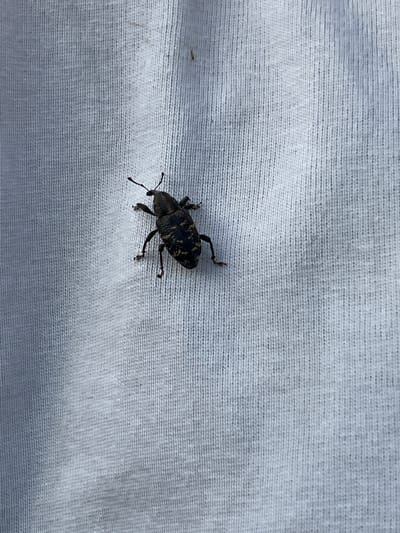 A black beetle is on a white fabric. The beetle has a long, curved snout and six legs. The fabric has a woven texture. The location is not discernible as being in the city of Слобода, Russia from the provided image.