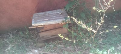 The scene depicts a wooden beehive located outdoors against a rust-red wall in Getenga ward, Kenya. The beehive consists of a stacked wooden box structure, topped with a weathered, corrugated metal sheet roof. The wood appears light brown and worn. The beehive rests on the ground amidst sparse vegetation, including dry leaves, green grass patches, and a small, branched shrub with new, light green foliage located to its right. No individuals are present in the frame.
