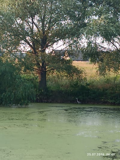 The image depicts a serene natural scene, likely in the vicinity of Бурлы, Russia. In the foreground, a body of water is covered with a thick green algae bloom, giving it a swampy appearance. In the mid-ground, a single grey heron stands on the grassy bank of the water, appearing to be walking. Behind the water and heron, dense green foliage and trees form a natural backdrop. A large tree with a thick trunk and extensive branches dominates the upper left portion of the frame. The background shows a field of dry grass and distant trees, bathed in soft, diffused light. The overall impression is one of a peaceful, natural environment.