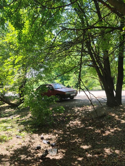 A red car is parked on a paved surface next to a patch of trees. In the foreground, several pigeons are gathered on the ground, with one near a plastic container. The environment is sunny and appears to be a park or roadside. The license plate on the car reads "E257ME734", indicating it is registered in Russia.