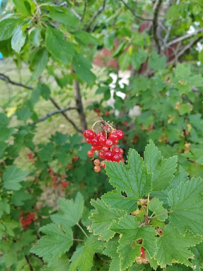A close-up shot focuses on a cluster of ripe red currants hanging from a branch amidst green foliage. The berries are a vibrant red, some showing a translucent quality, and are arranged in a pendulous bunch. The leaves surrounding the currants are deeply lobed with serrated edges, and some exhibit small holes, possibly from insect activity. The background is blurred, revealing more greenery and hints of other red currants further back on the bush. The scene appears to be outdoors, likely in a garden or natural setting, given the presence of the fruiting bush and the general foliage. The lighting suggests it is daytime, with soft light illuminating the berries and leaves. The overall impression is one of a natural, summery harvest. There is no visible text in the image. The location context places this scene in the Vowchyn rural council in Belarus.