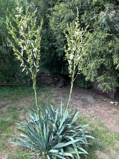 This media file depicts an outdoor scene in Ćwiklice, Poland, likely during daylight hours given the bright lighting. The primary subjects are two tall, flowering stalks of a yucca plant, which are predominantly a light green with hints of white in the developing flower buds. These stalks extend upwards from a cluster of the plant's characteristic long, stiff, blue-green leaves.

The background features a mix of natural elements and man-made structures. To the left, dense green foliage from various trees and shrubs creates a lush backdrop. A weathered wooden fence, possibly made of bamboo or reeds, is visible behind the flowering stalks. To the right, the ground is covered with patches of dry, brown grass and greener lawn areas, suggesting a garden or yard setting. A wire fence can be seen further in the background.

There are no people or animals visible in the image. The scene appears peaceful and serene, focusing on the natural growth of the yucca plant. The overall impression is one of a well-established garden in a somewhat dry season, with the yucca's impressive bloom stalks being the focal point. No text is visible in the media file.