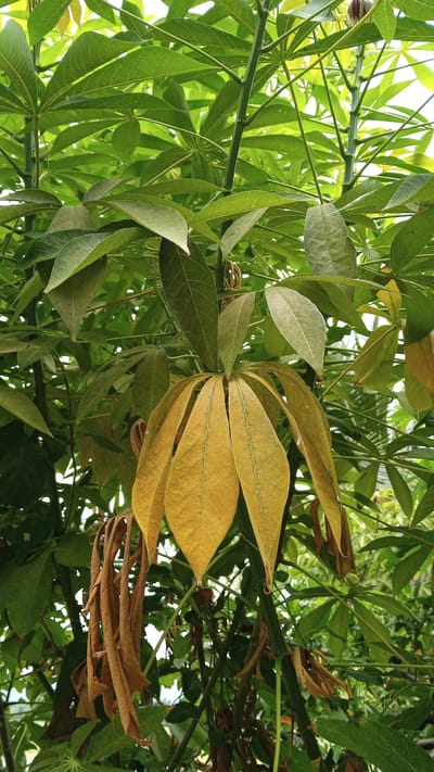 This is a close-up, full-frame, eye-level shot of a cassava plant with green and yellow leaves. The plant's stems are visible, some of which are thicker and darker than others. Several dry, brown leaves are hanging down, partially obscured by the green foliage. The background consists of more of the plant's leaves and stems, creating a dense, leafy environment. The image appears to have been taken outdoors, in natural lighting, given the soft shadows and variations in light intensity on the leaves. The location is identified as Baleulim, Indonesia.