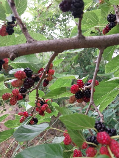 This image depicts a close-up view of mulberries growing on a tree. The mulberries are in various stages of ripeness, with some being bright red and others a deep black. They are clustered together on thin branches, surrounded by large, green leaves with prominent veins. The background is blurred, showing more foliage and a generally outdoor environment, suggesting a natural setting. The photograph is taken from a low angle, looking up at the branches and fruit. There are no people or animals visible in the image. The scene is consistent with mulberries ripening on a tree in a garden or natural area. The location in Liubymivka, Ukraine, suggests this is likely a common sight during the mulberry season in that region.