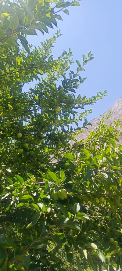 The image depicts a close-up view of an apple tree laden with green apples, set against a clear blue sky. The tree's branches are dense with vibrant green leaves, obscuring much of the background. In the upper right portion of the image, a rugged, mountainous landscape is visible, suggesting an outdoor, possibly rural or semi-mountainous setting. The lighting indicates it is daytime, with sunlight filtering through the leaves, creating highlights and shadows. The scene is devoid of any people or animals. The context provided identifies the location as Sanobod, Tajikistan.
