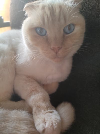 A close-up, slightly angled shot shows a white and cream-colored cat with striking blue eyes. The cat's fur appears soft and fluffy, with lighter fur around its muzzle and chest, transitioning to a creamier shade on its head and body. Its ears are folded forward, a characteristic of some cat breeds. The cat is lying down, with its front paws crossed or resting on its body. The background is dark and textured, suggesting the cat is on a soft surface like a couch or chair. Sunlight seems to be illuminating the cat's face from the left, creating a soft highlight on its fur and casting a slight shadow on its right side. The cat's gaze is directed towards the camera, conveying a sense of calm and perhaps curiosity. The overall impression is one of a peaceful, comfortable pet in a home environment. The time of day is not definitively indicated but the lighting suggests it could be daytime. There is no visible text in the image.