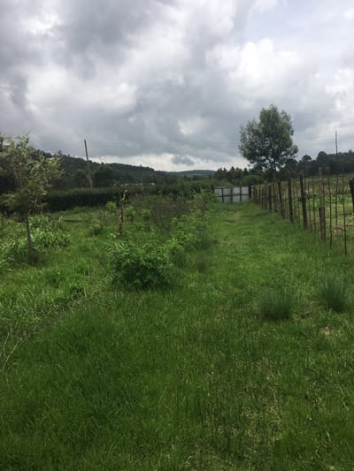 This image depicts a rural outdoor scene located in Limuru, Kenya, under a heavily overcast sky dominated by uniform grey clouds. The foreground consists of overgrown green grass and various small plants, with a faint dirt path visible leading towards the center of the frame. To the left, a slender tree with light green leaves is present. In the midground, a rustic fence composed of vertical wooden posts and wire extends along the right side of the path, terminating at a light-colored corrugated metal gate positioned centrally. A larger, mature tree with dense green foliage stands behind the fence on the right. A continuous line of dense green vegetation, appearing as a hedge or cultivated land, runs horizontally in the mid-distance. The background features rolling hills covered in extensive tree cover or plantations, extending to the horizon under the overcast conditions. Utility poles with overhead power lines are visible in the distant landscape. No individuals, animals, or ongoing activities are depicted.