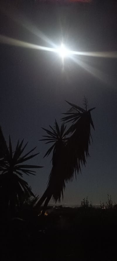 A nighttime landscape dominated by the silhouette of two palm trees is under the luminous glow of the full moon, which creates a bright glare and extended rays above. The trees are situated in the foreground, obscuring the lower portion of the image, and beyond them, the faint glimmer of city lights can be seen on the horizon, potentially indicative of the location's proximity to urban development.