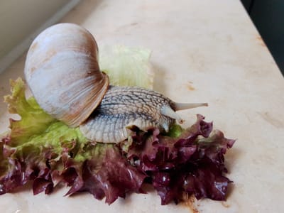 The image shows a garden snail on a bed of red and green lettuce leaves. The snail's shell is light brown and coiled. Its body is gray and textured. The lettuce leaves are fresh and appear wet. The background is a beige, speckled surface, possibly a countertop. The overall scene is a close-up shot of the snail and its food. There is no indication of the city of Kamen, Germany in the image.