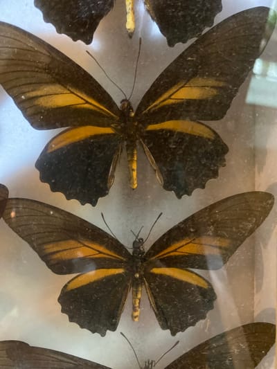 The image shows a close-up view of several mounted butterflies with black and yellow wings, possibly displayed in a case or frame. The butterflies are arranged close together, with their wings spread out. The location is unknown; there is no indication of Konya, Turkey in this image.