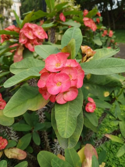This image depicts a close-up of a flowering *Euphorbia milii* (Crown of Thorns) plant, located in the city of Weintiapa, Liberia. The central subject is a cluster of approximately eight vivid pink to reddish-pink bracts, each featuring a small yellow true flower at its center, in sharp focus. These bracts are surrounded by multiple oval-shaped, dark green leaves. The plant's stems exhibit prominent, sharp, grayish-brown thorns. Additional clusters of similar pink flowers and green foliage are visible in the blurred mid-ground and background. The ambient environment appears to be an outdoor setting, potentially a garden or cultivated area, with a heavily out-of-focus background showing further green vegetation and a faint, light-colored structural element in the upper left corner. No human figures or explicit actions are present within the scene.
